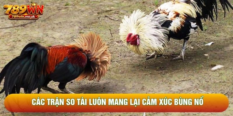 Các trận so tài luôn mang lại cảm xúc bùng nổ