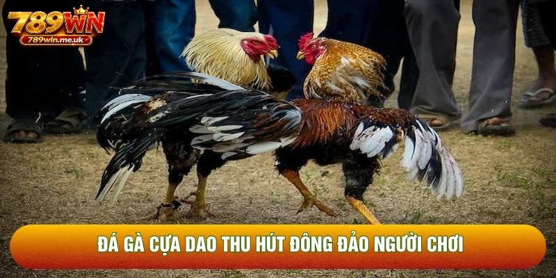 Đá gà cựa dao thu hút đông đảo người chơi