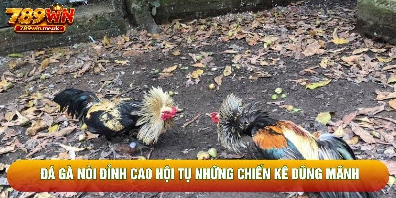 Đá gà nòi đỉnh cao hội tụ những chiến kê dũng mãnh Đá gà nòi đỉnh cao hội tụ những chiến kê dũng mãnh