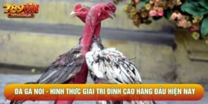 Đá Gà Nòi - Hình Thức Giải Trí Đỉnh Cao Hàng Đầu Hiện Nay