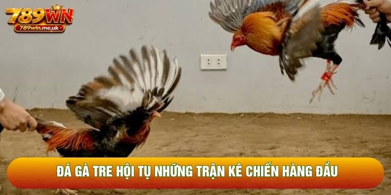Đá gà tre hội tụ những trận kê chiến hàng đầu