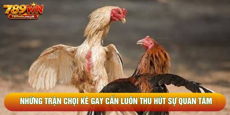 Những trận chọi kê gay cấn luôn thu hút sự quan tâm